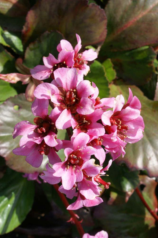 Welke planten zijn het hele jaar door mooi?