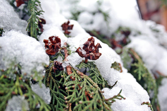 Wat kun je in de winter in je tuin doen?