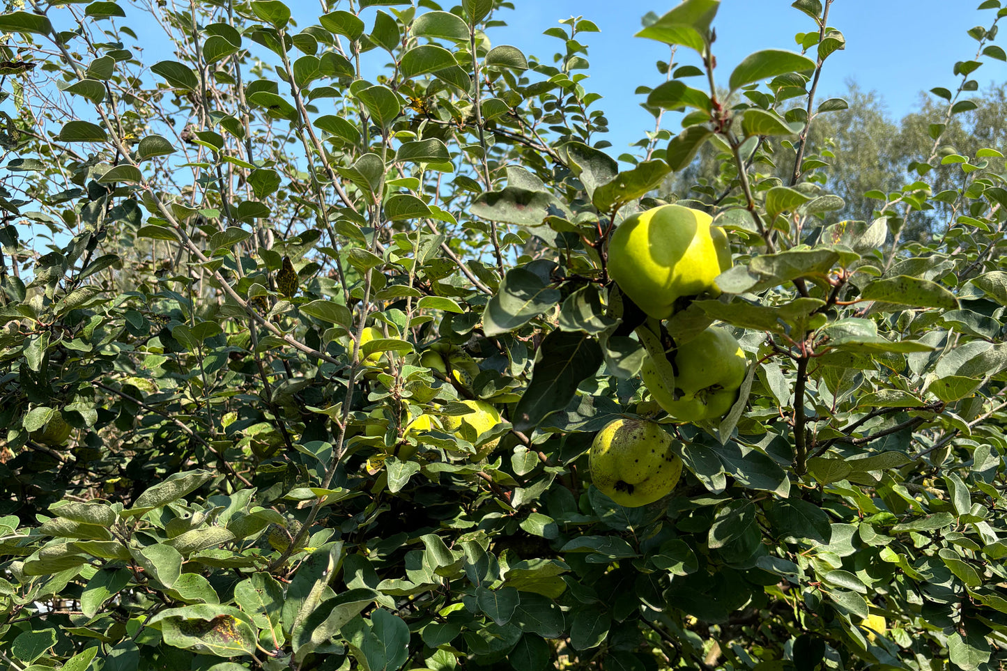 Voedselbosplant - Cydonia oblonga Leskovacka op BA 29