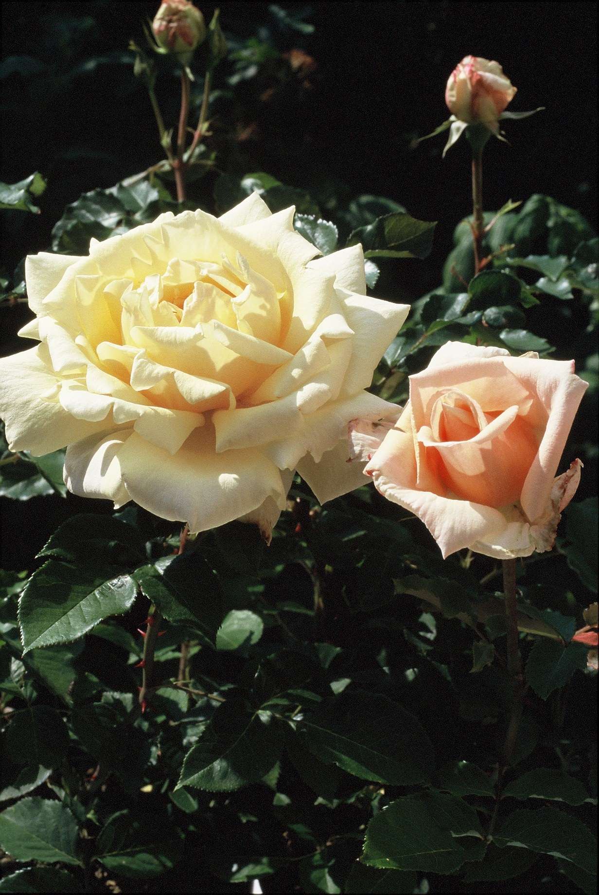 Roos - Diamond Jubilee