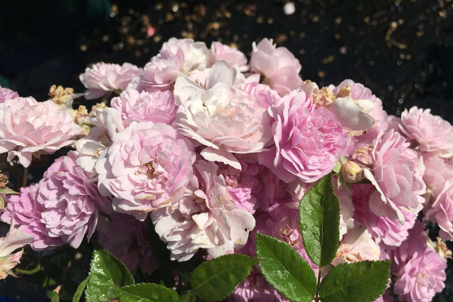 Roos - Elmsdale Pride