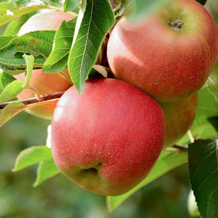 Appel - Malus dom. Elstar op M25