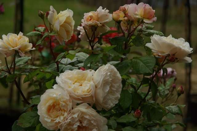 Roos - Gruss an Aachen