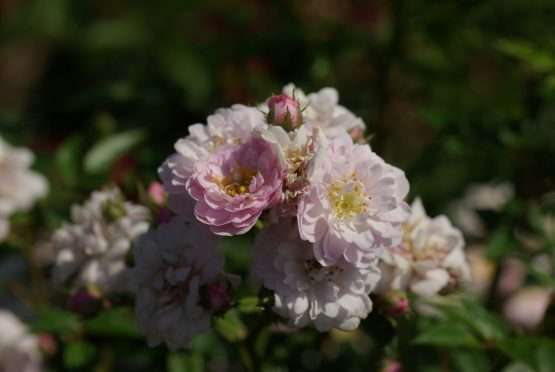 Roos - Little Rambler