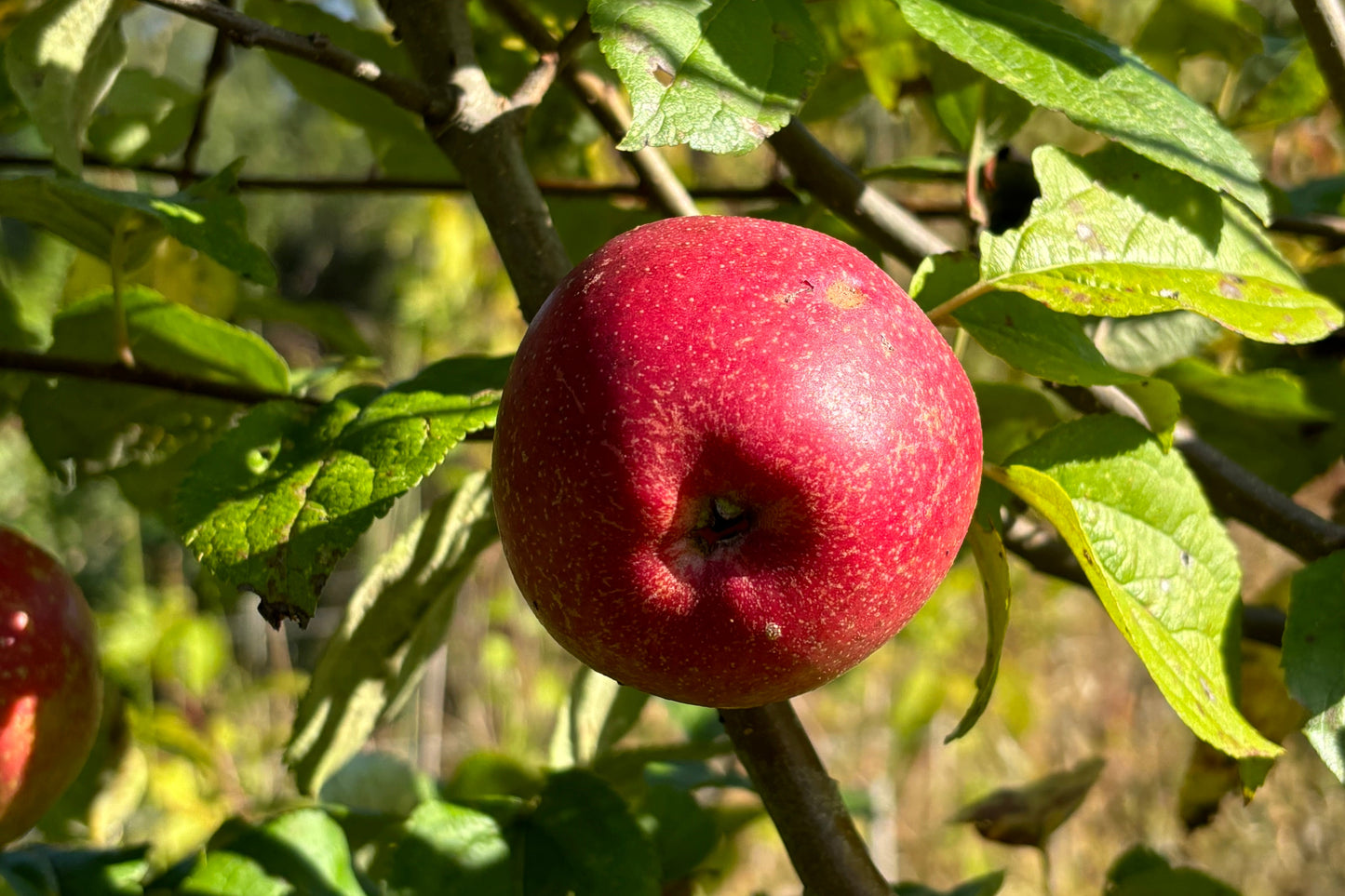 Voedselbosplant - Malus domestica Zoete Ermgaard op M26