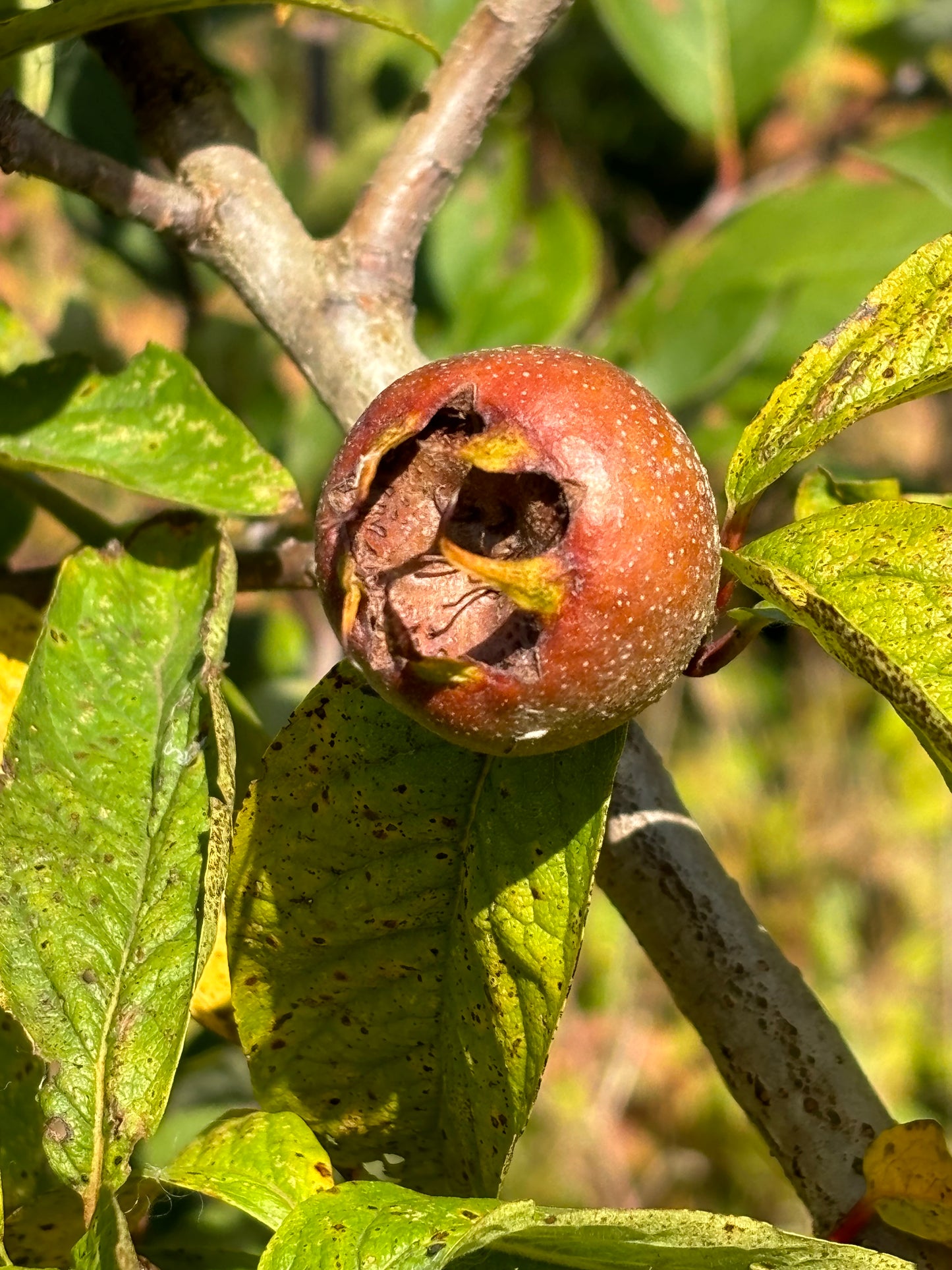 Voedselbosplant - Mespilus germanica Boom en Vrucht op monogyna