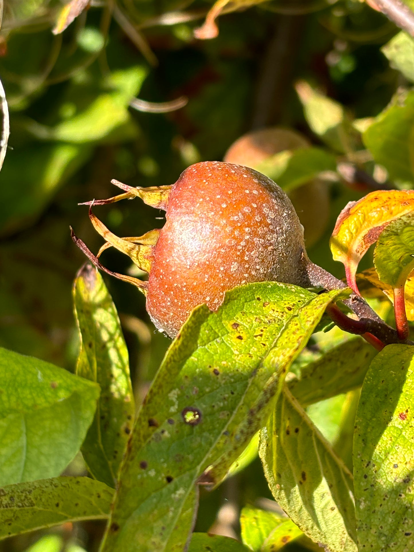 Voedselbosplant - Mespilus germanica Royal op Crataegus monogyna