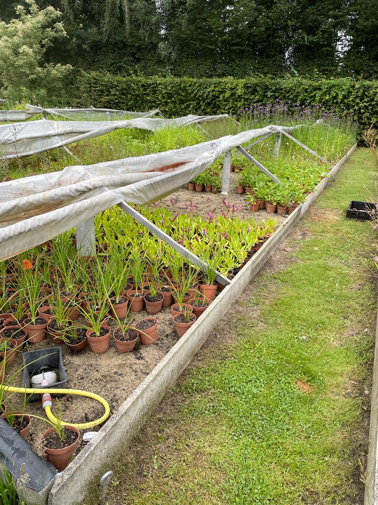 Biologische Kwekerij Dependens Plantvak kweek planten