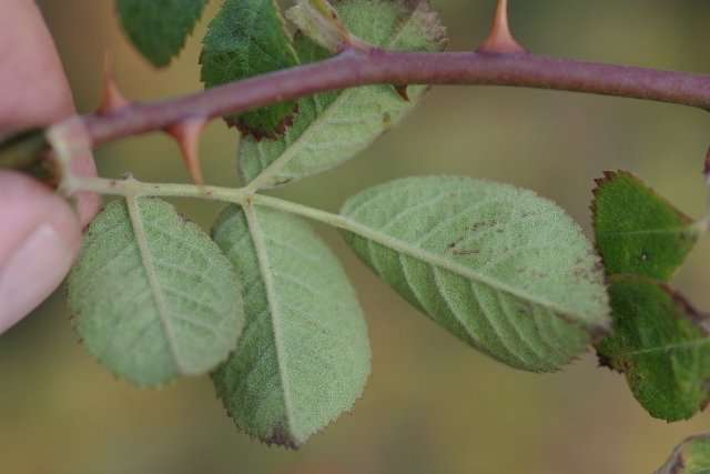 Roos - Rosa balsamica