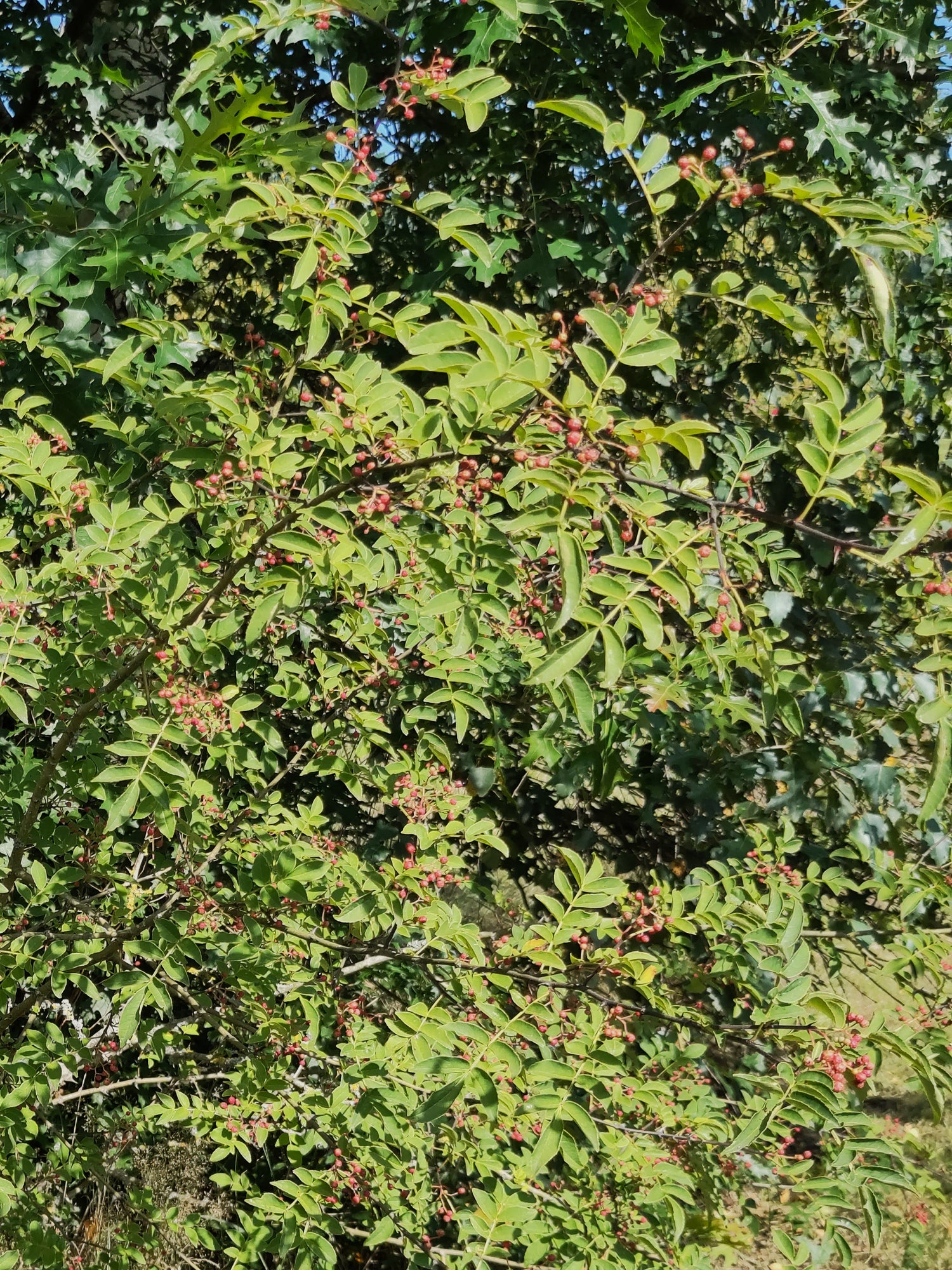 Szechuanpeper, Zanthoxylum simulans