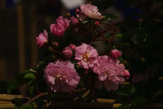 Roos - Utigord Falls