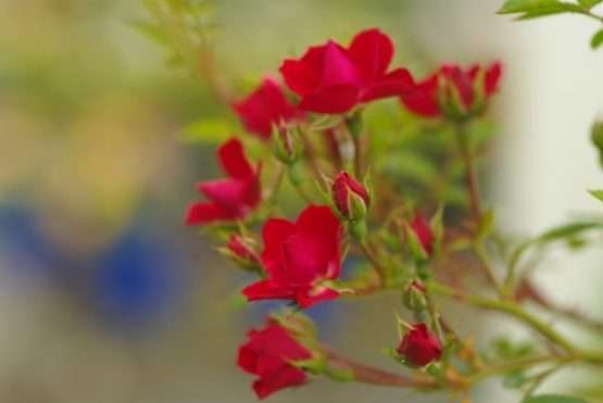 Roos - Yosemite Falls