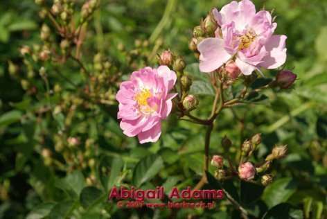 Roos - Abigail Adams