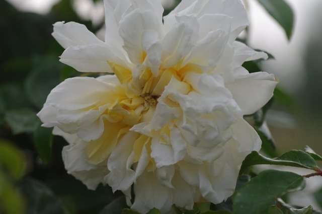 Roos - Alberic Barbier