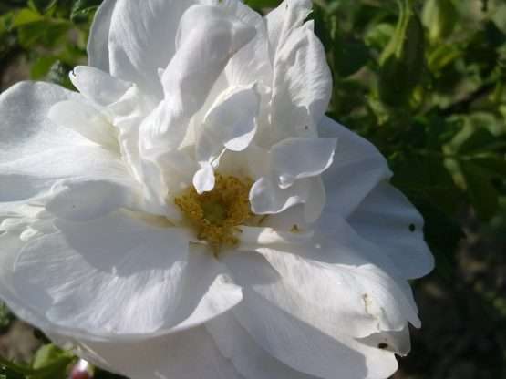 Roos - Blanc Double de Coubert