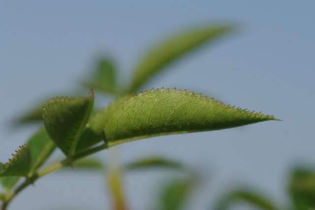 Roos - Rosa corymbifera