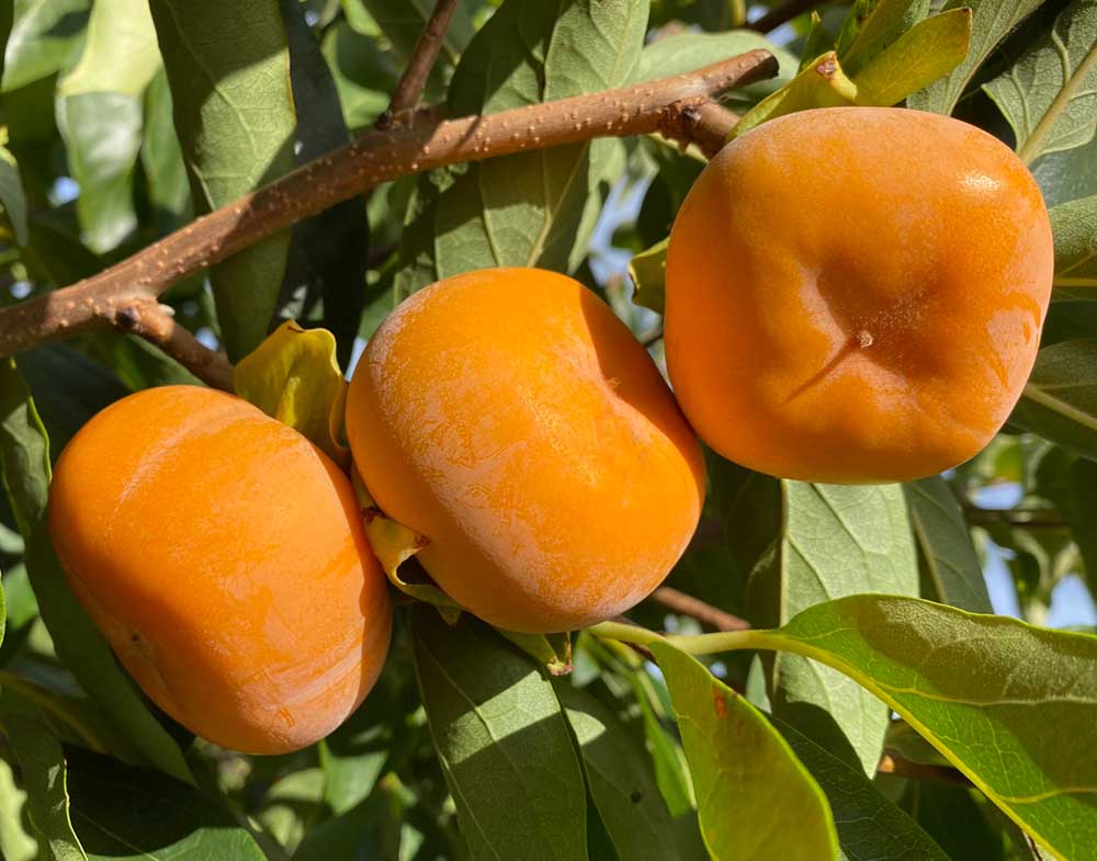 Voedselbosplant - Diospyros ' Dar Sophievki'