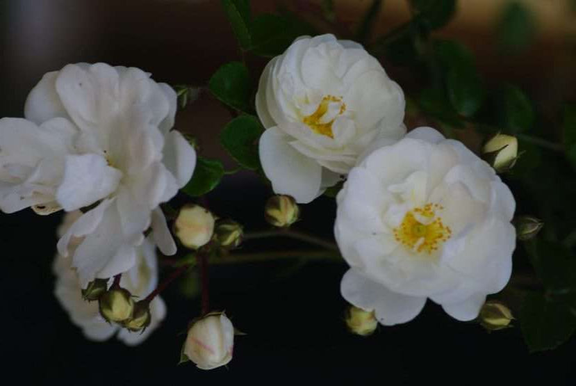 Roos - Niagara Falls