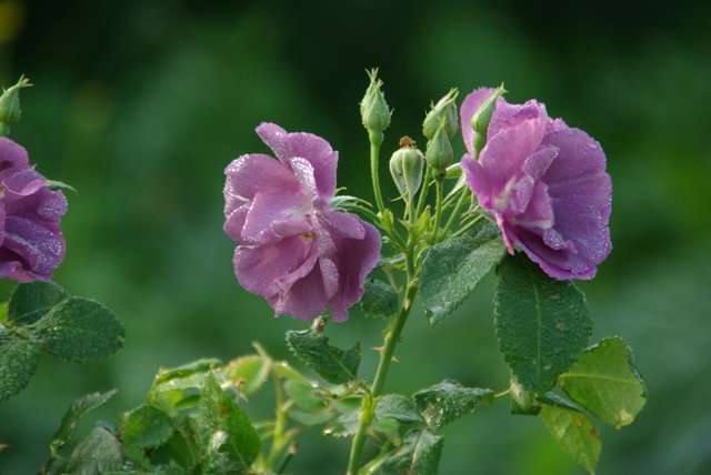 Roos - Rhapsody in Blue®