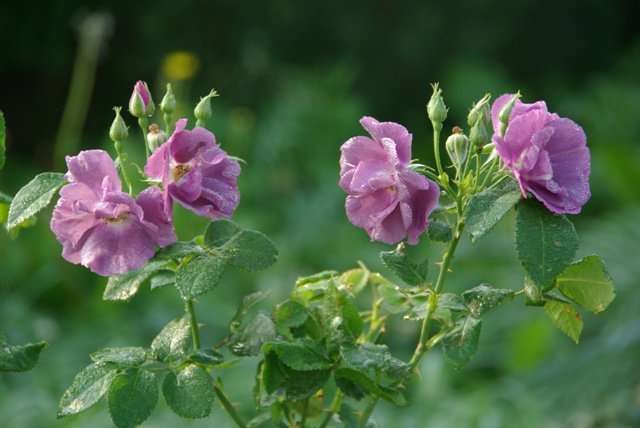 Roos - Rhapsody in Blue®