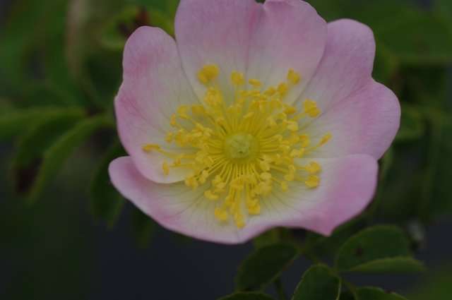 Roos - Rosa canina