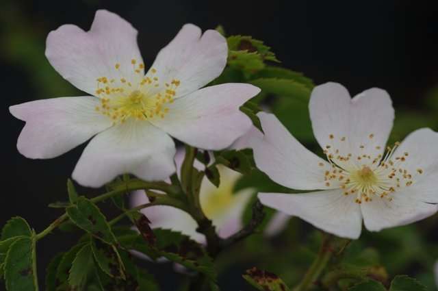 Roos - Rosa canina