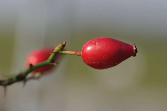 Roos - Rosa canina