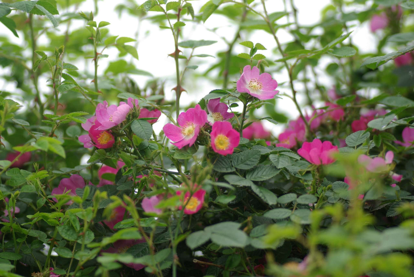Roos - Rosa rubiginosa®