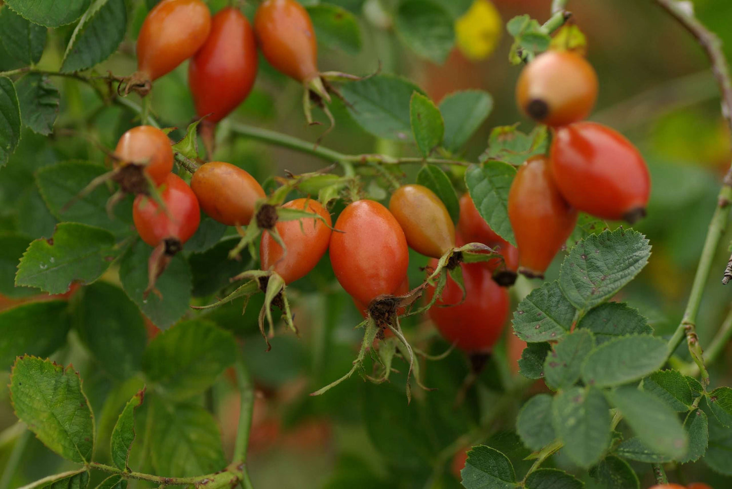 Roos - Rosa rubiginosa®