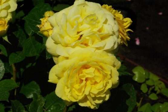 Roos - Yellow Meilove