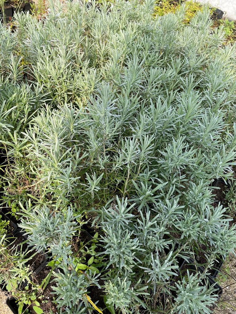 borderpakket biologische tuinplanten kruiden ontwerp plan tuinieren