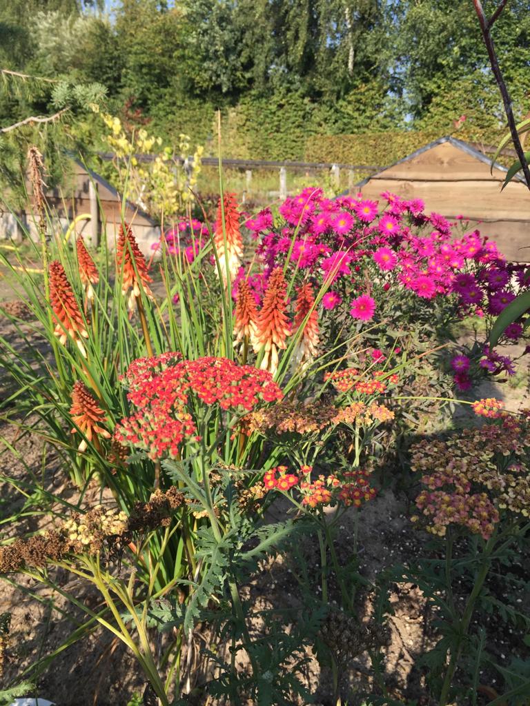 borderpakket biologische tuinplanten ontwerp tuinieren bloemen