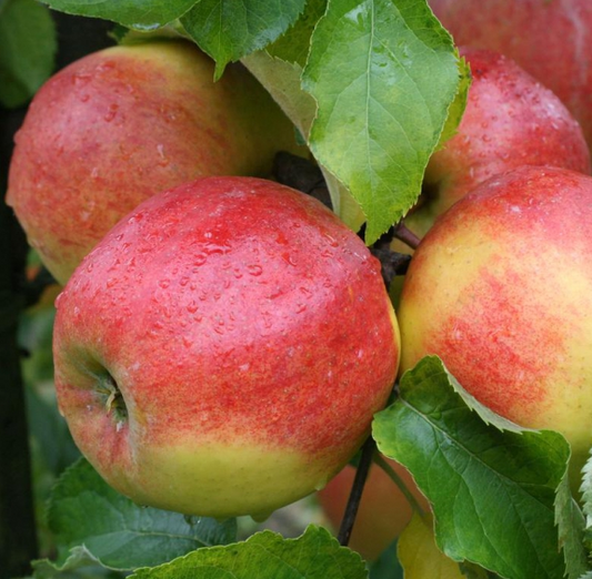 Appel - Malus dom. Jonagold op M26