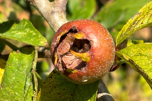 Voedselbosplant - Mespilus germanica Boom en Vrucht op monogyna