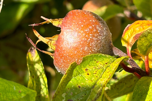 Voedselbosplant - Mespilus germanica Royal op Crataegus monogyna