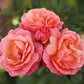 Roos - Peach Melba