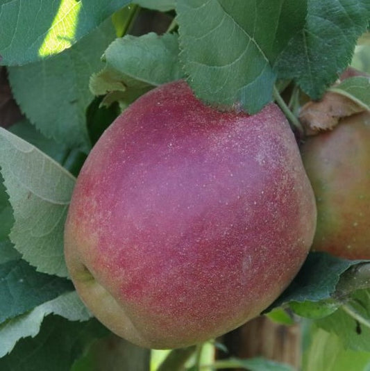 Appel - Malus dom. Rode Boskoop op M25
