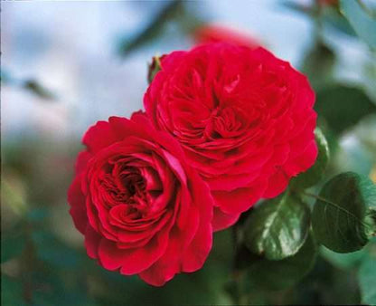 Roos - Red Leonarda da Vinci