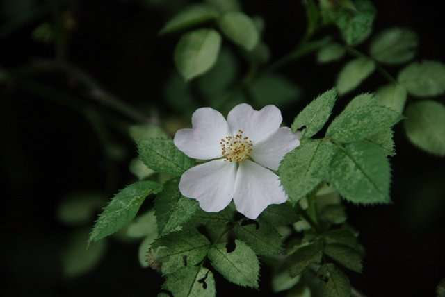 Roos - Rosa Arvensis