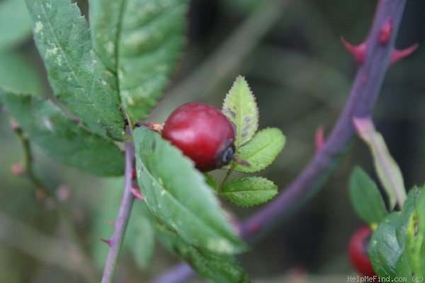 Roos - Rosa Arvensis