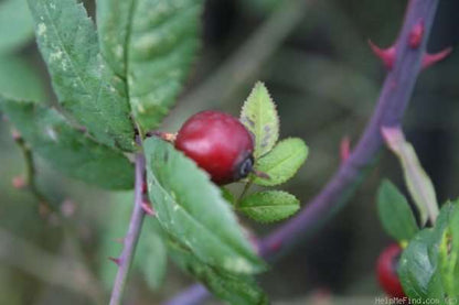 Roos - Rosa Arvensis