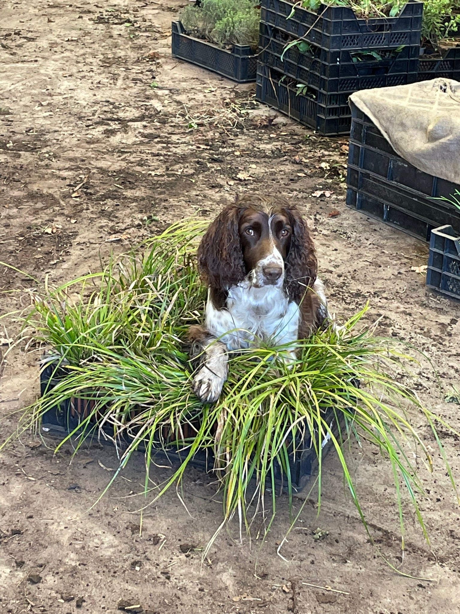 hond in borderpakket biologische tuinplanten ontwerp plan tuinieren