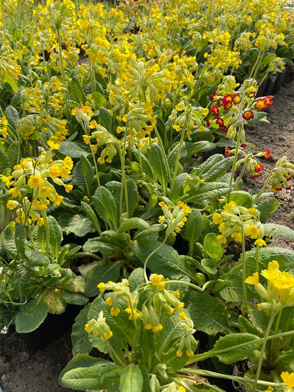 borderpakket biologische tuinplanten ontwerp tuinieren bloemen